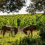 La Bergerie De Fenouillet, Domaine Ab En Pic Saint Loup Διαμέρισμα *