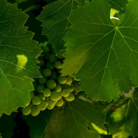 아파트 La Bergerie De Fenouillet, Domaine Ab En Pic Saint Loup Vacquières