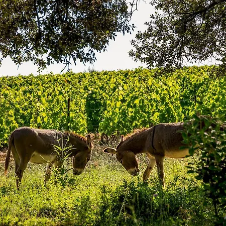La Bergerie De Fenouillet, Domaine Ab En Pic Saint Loup דירה *