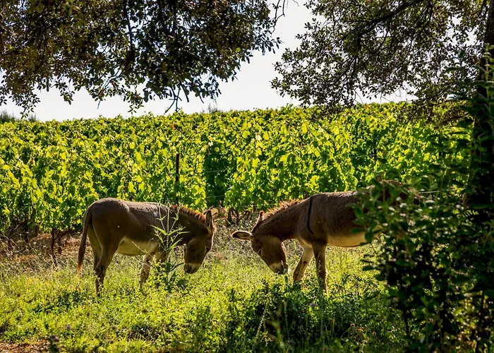 La Bergerie De Fenouillet, Domaine Ab En Pic Saint Loup Apartmán *